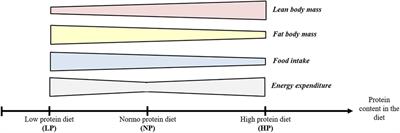 Animal Models for the Study of the Relationships between Diet and Obesity: A Focus on Dietary Protein and Estrogen Deficiency